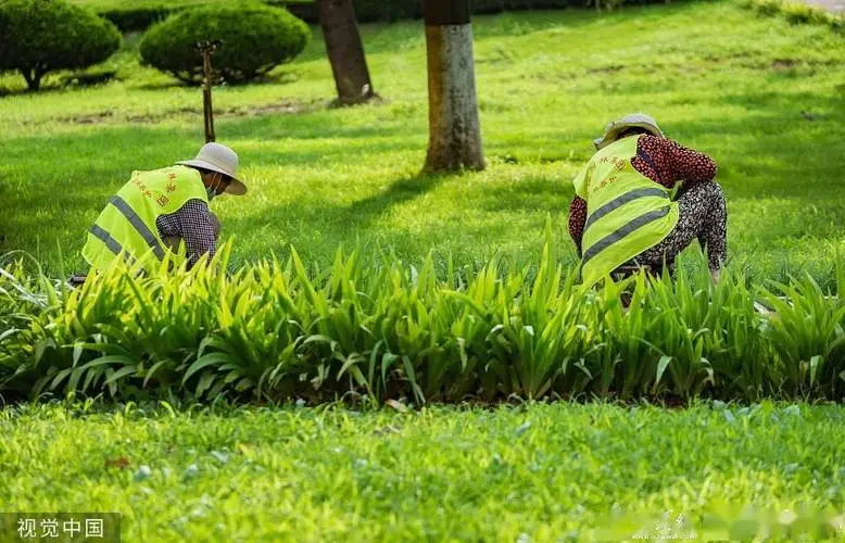 宜昌绿化花卉苗木批发市场