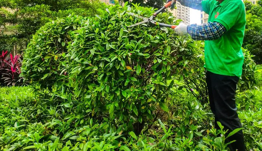 家庭盆景园林景观设计