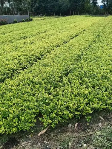 园林绿化工程植被材料